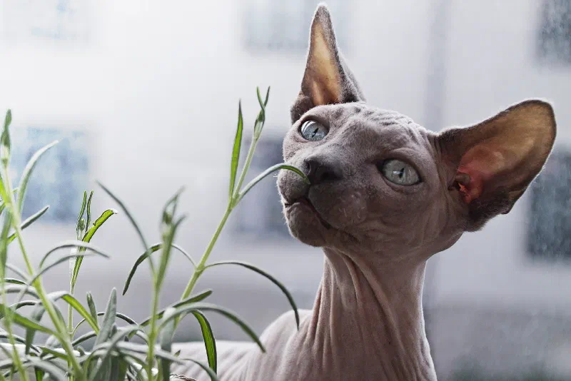 Hairless cat looking up beside green plant stems